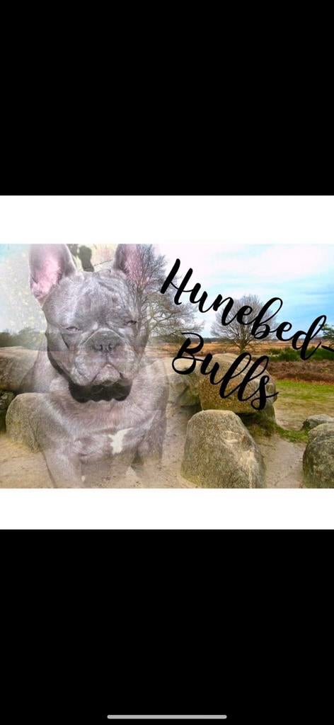 Gezocht Gastgezin voor Franse Bulldog 🐾, Parvo, 1 tot 2 jaar, Teef, Bulldog