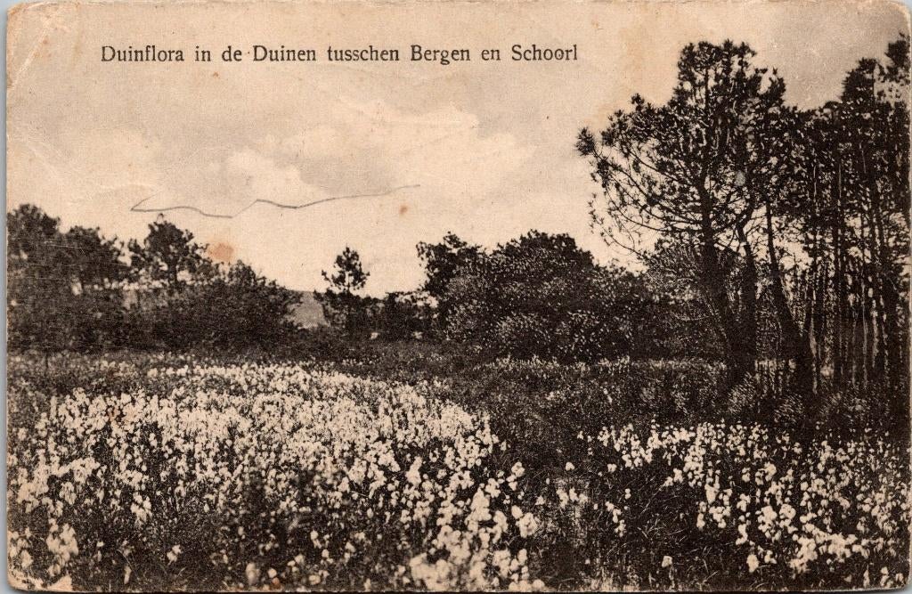 Duinflora in de Duinen tusschen Bergen en Schoorl, Verzenden, Voor 1920, Gelopen, Noord-Holland