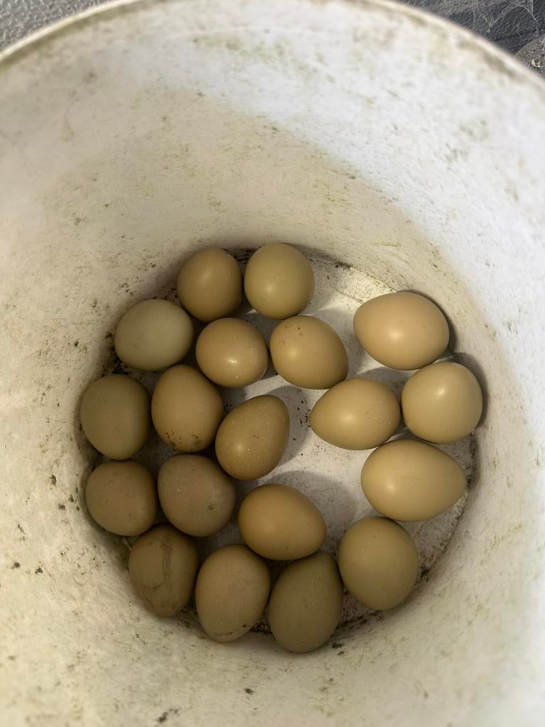 Bosfazant eieren, Dieren en Toebehoren, Pluimvee