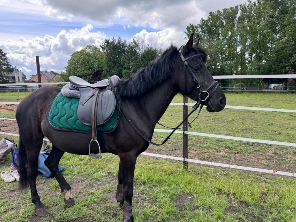 Balkana P - 5 jarige bomproof D-pony, Dieren en Toebehoren, Pony's, Merrie, Zadelmak, D pony (1.37m tot 1.48m), Recreatiepony