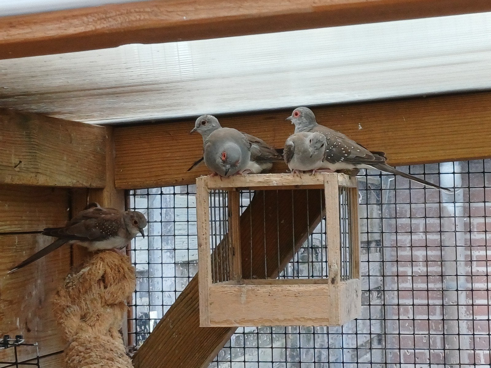 Diamantduifjes, Dieren en Toebehoren, Vogels | Duiven, Meerdere dieren, Overige soorten