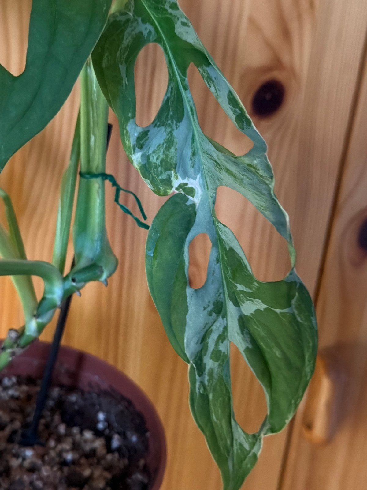 Monstera Adansonii Indonesian Marble Variegata, Overige soorten, In pot, Minder dan 100 cm, Groene kamerplant