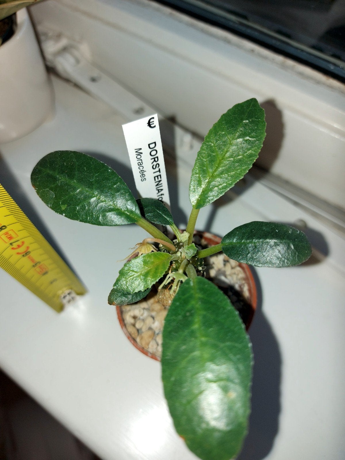 Dorstenia foetida, Ophalen, Vetplant, Halfschaduw, In pot