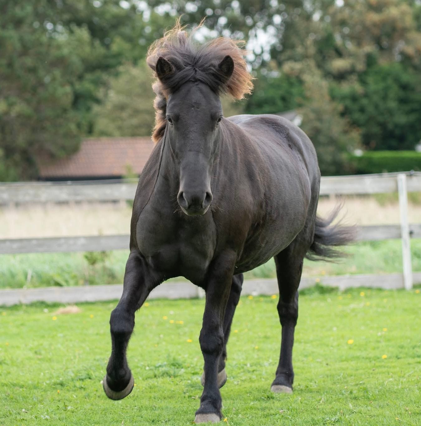 Paarden scheren, Ophalen, Nieuw, Scheerapparatuur