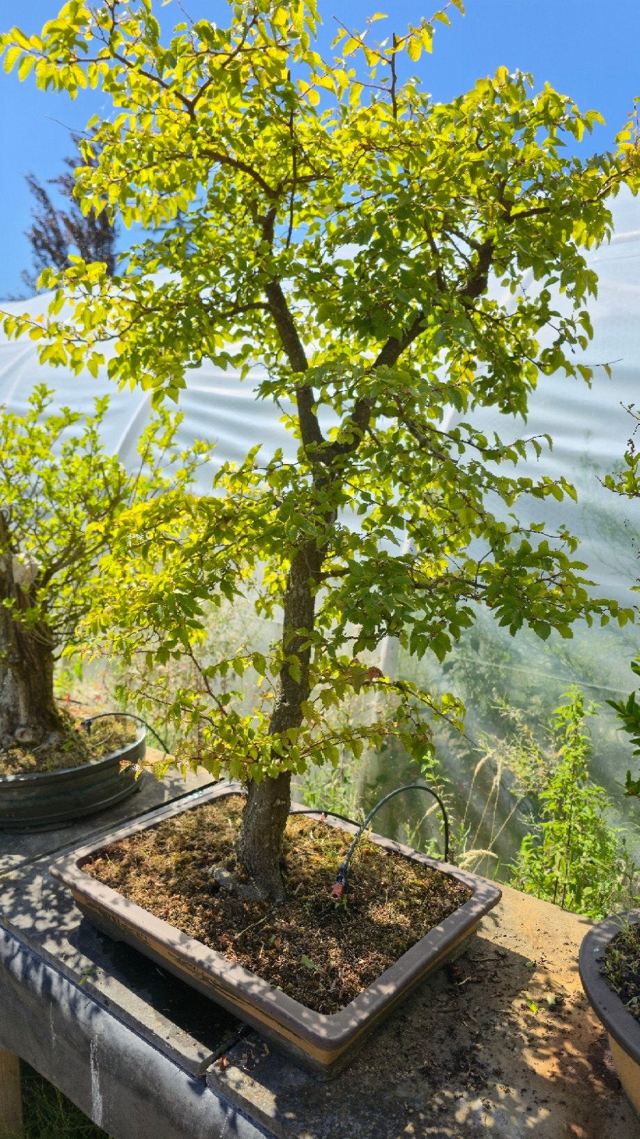 Japanse Zelkova Serrata Bonsai - Bonsai, Ophalen, Overige soorten, Halfschaduw
