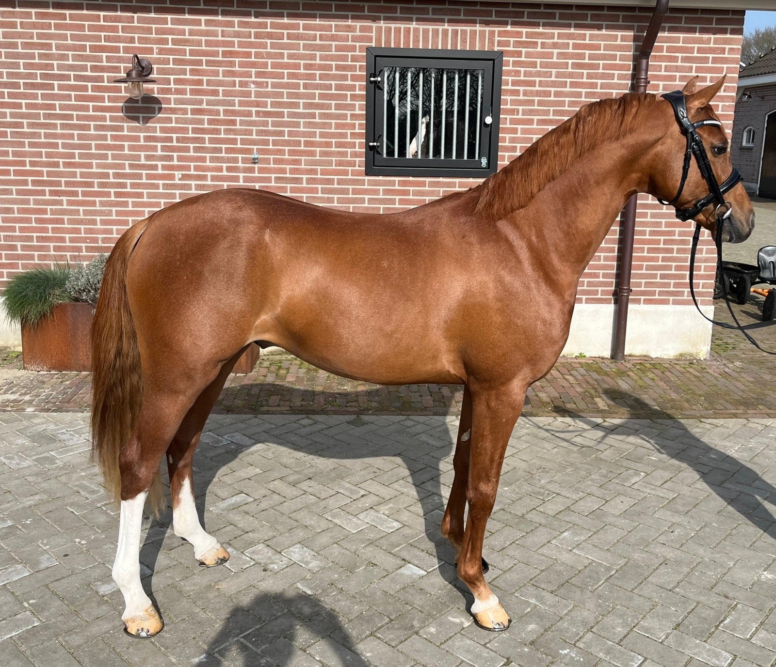 *Hulst Magnífico – Veelbelovende 3-jarige WPBR*, Dieren en Toebehoren, Pony's, Met stamboom, 3 tot 6 jaar, D pony (1.37m tot 1.48m)