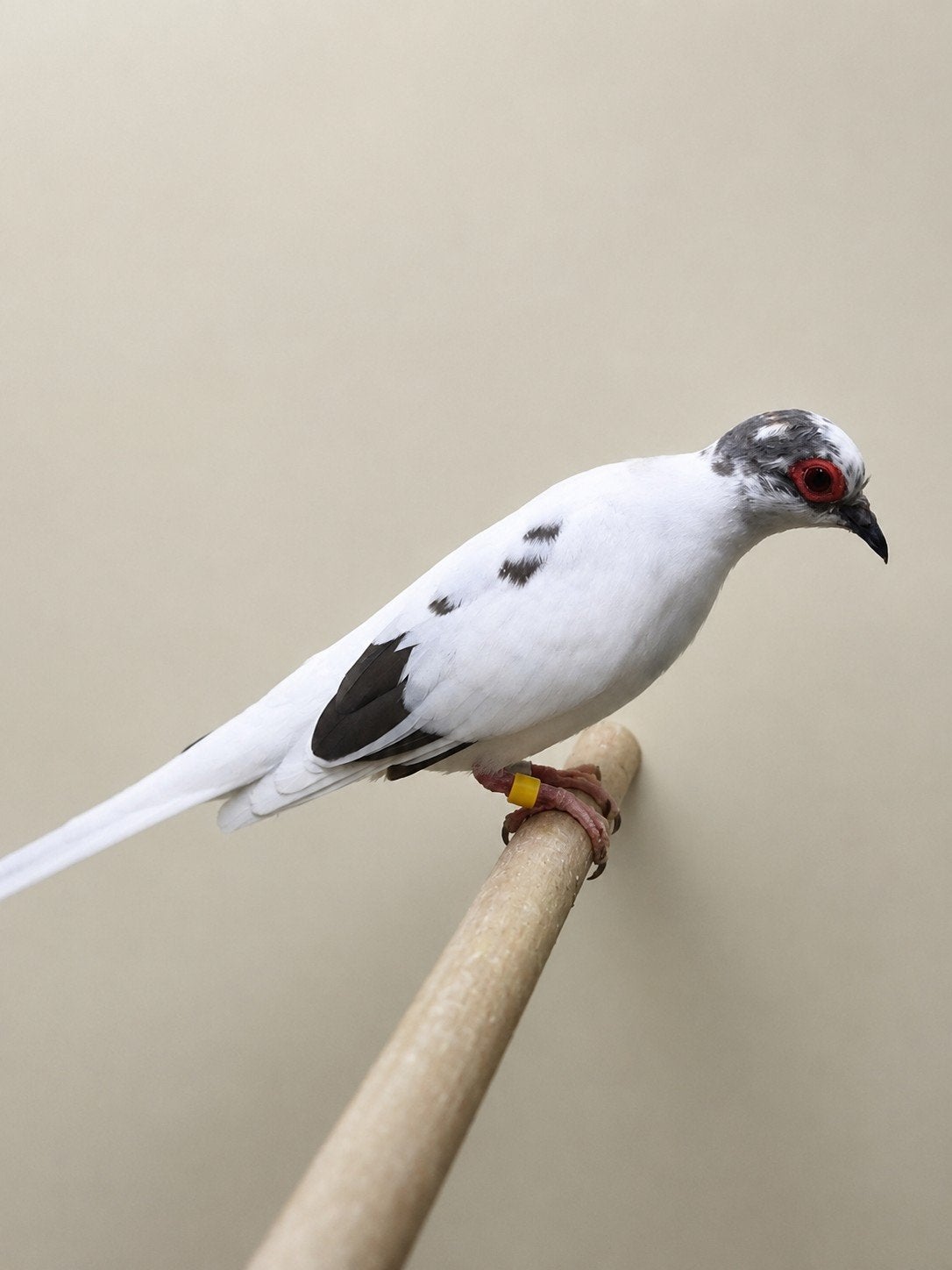 Kweek koppel Bonte Diamant duifjes Diamantduiven, Dieren en Toebehoren, Meerdere dieren, Geringd