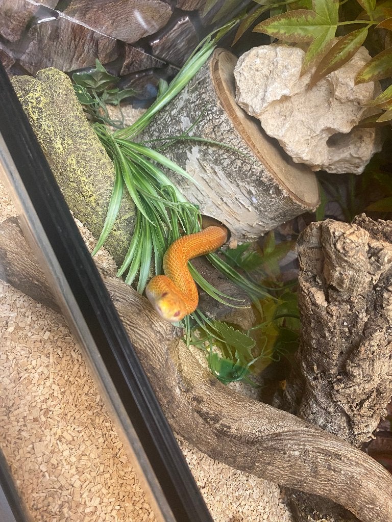 rattenslangen, Dieren en Toebehoren, Slang, 3 tot 6 jaar
