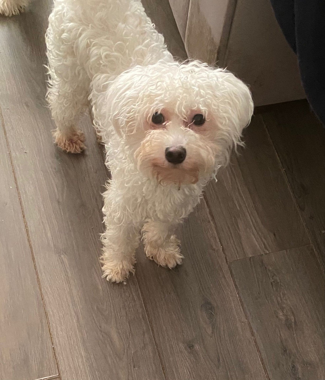 Maltipoo reutje, Parvo, 15 weken tot 1 jaar, Eén hond, Nederland