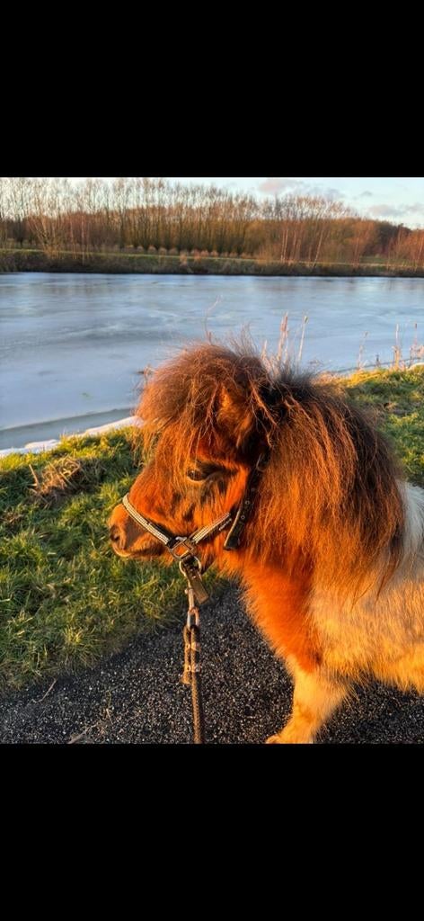 Te koop leuke bonte shetlander merrie, Merrie, Onbeleerd, A pony (tot 1.17m), 0 tot 2 jaar