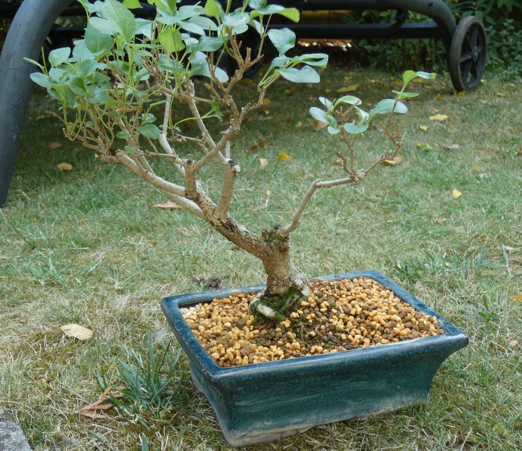 40 Jaar Geduld en Schoonheid – Unieke Japanse Sering Bonsai, In pot, Verzenden, Halfschaduw, Overige soorten