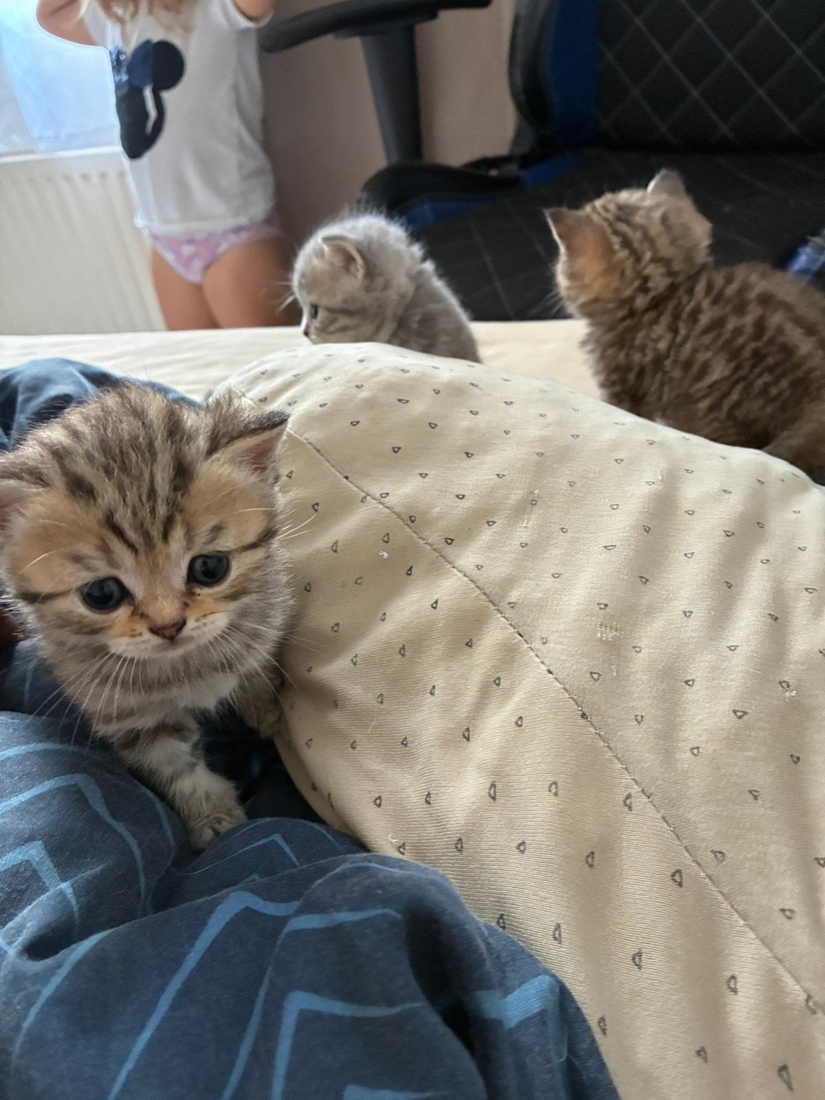 British korthaar Tabby Kittens, Meerdere dieren, Ontwormd, 6 jaar of ouder