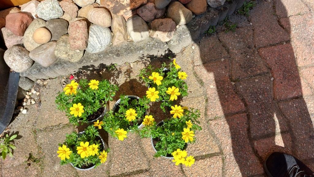 Bidens, Tuin en Terras, Ophalen