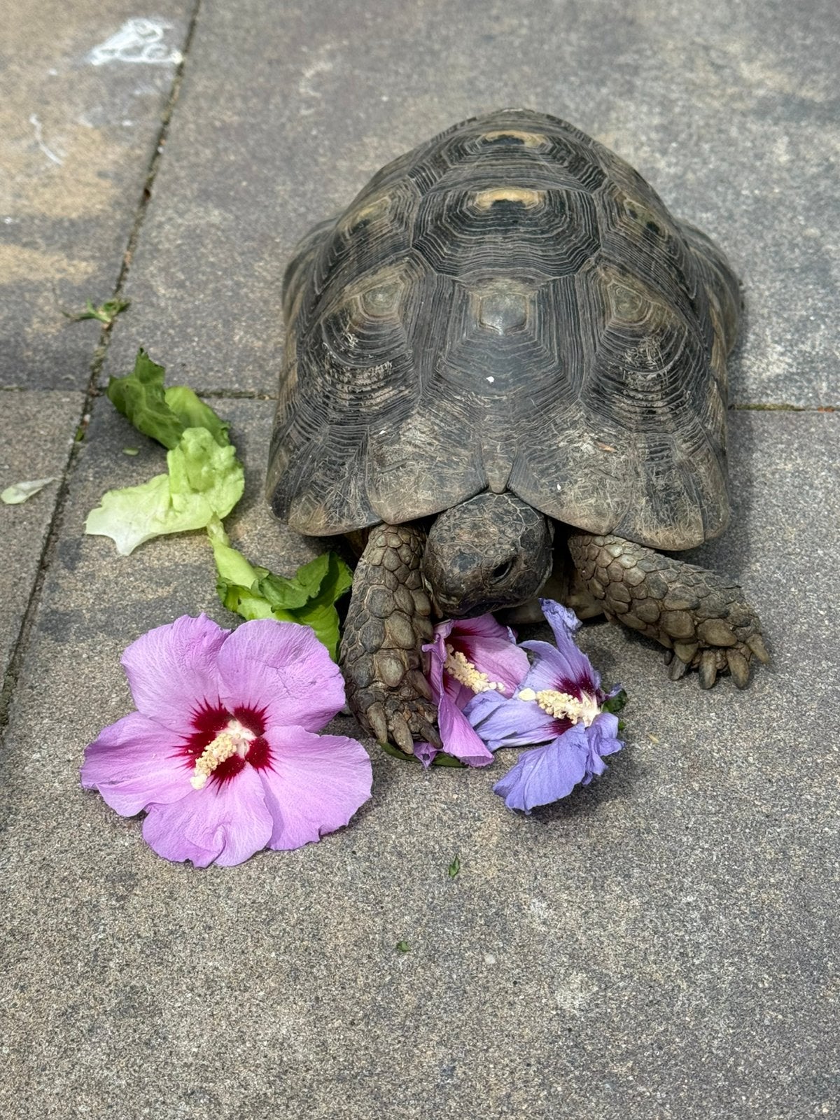 Marginata man, Dieren en Toebehoren, Schildpad, 11 jaar of ouder