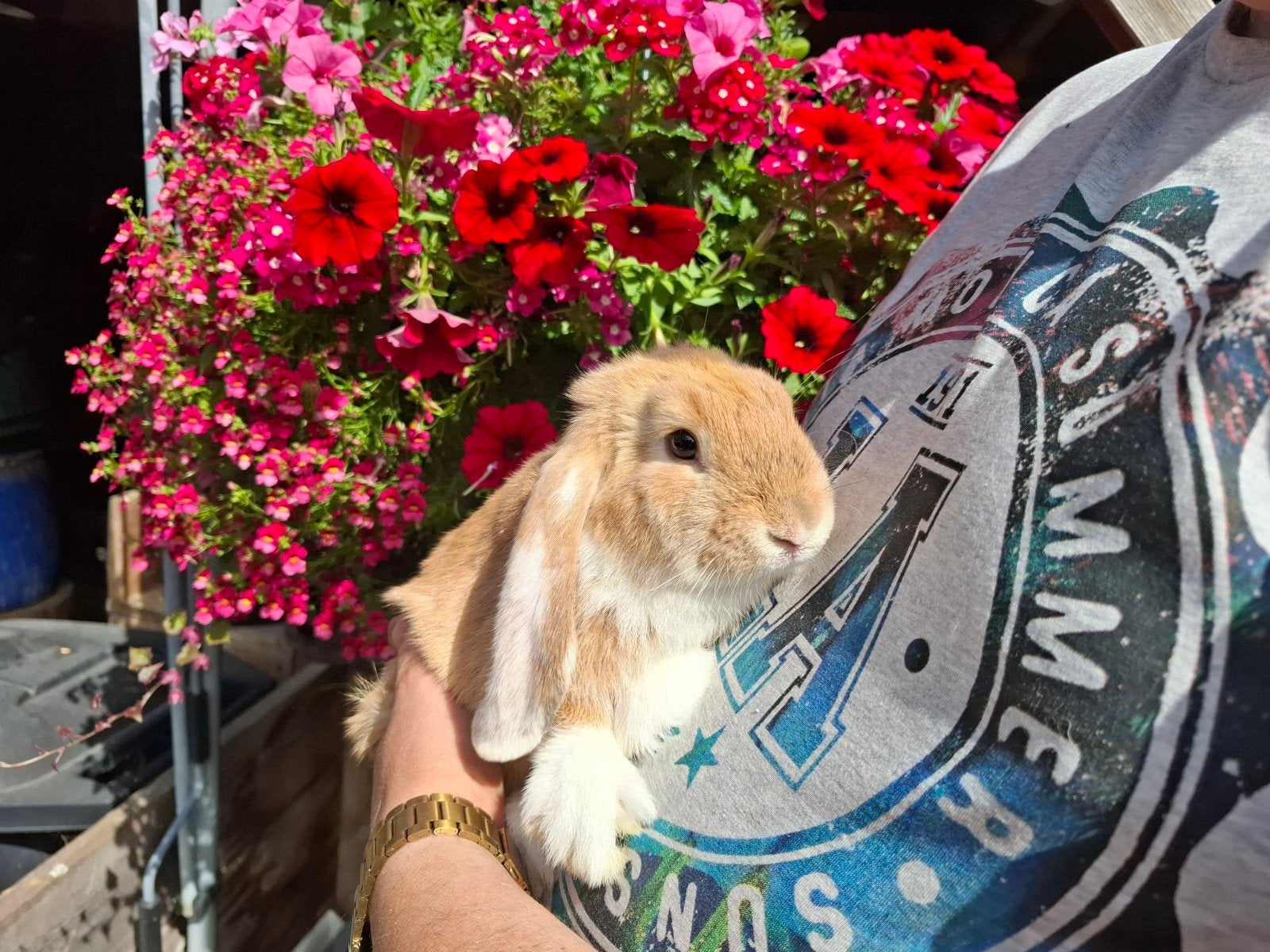 Lief konijntje rammetje, laatste uit nestje, Mannelijk, Groot, Hangoor, 0 tot 2 jaar