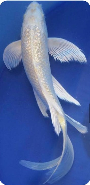 Japanse ginrin butterfly koi yamabuki, Dieren en Toebehoren, Vissen | Vijvervissen, Karper of Koi