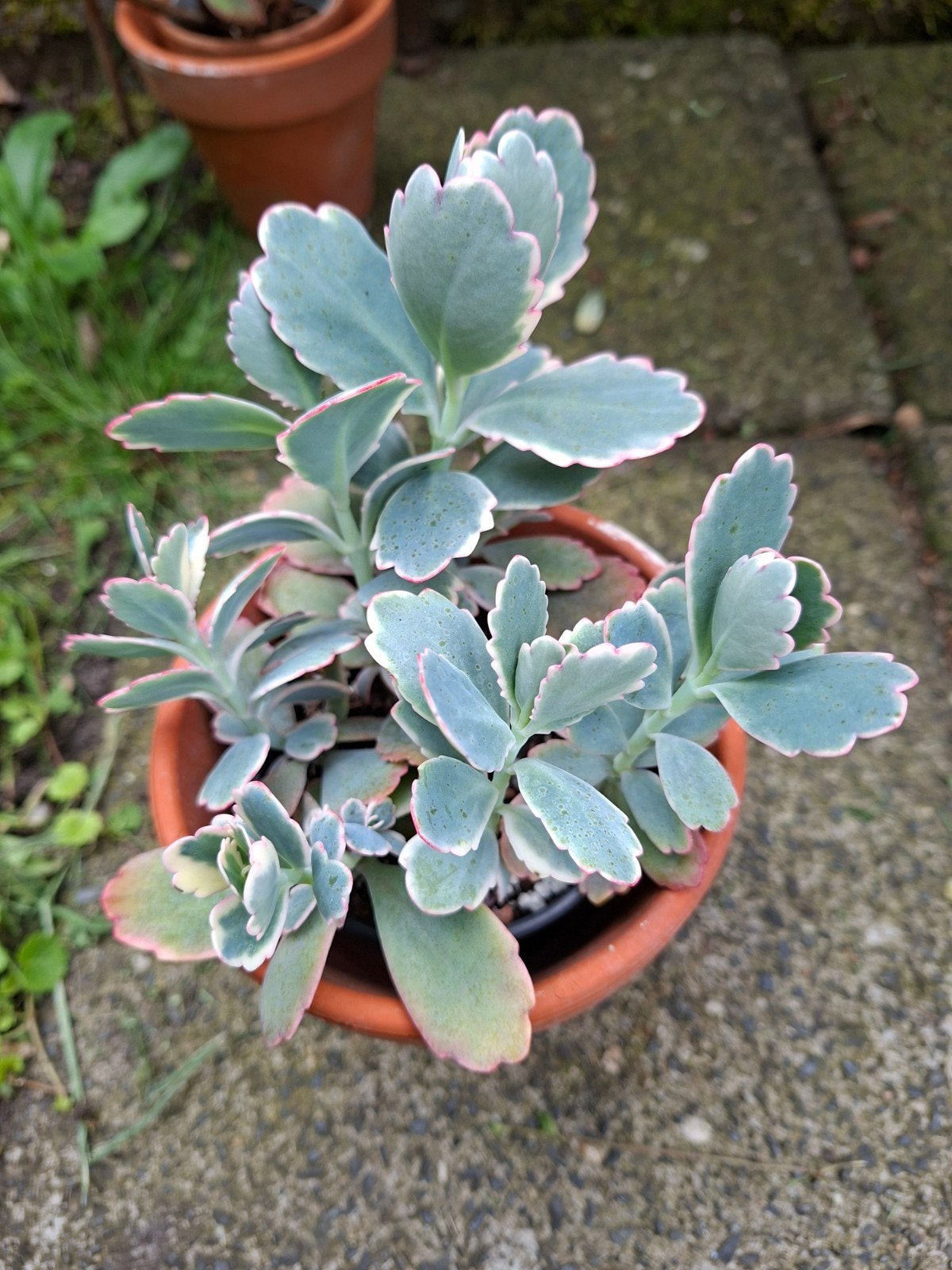 Kalanchoe fedrschenkoi variegata, Tuin en Terras, Planten | Tuinplanten, Ophalen of Verzenden, Overige soorten, Volle zon