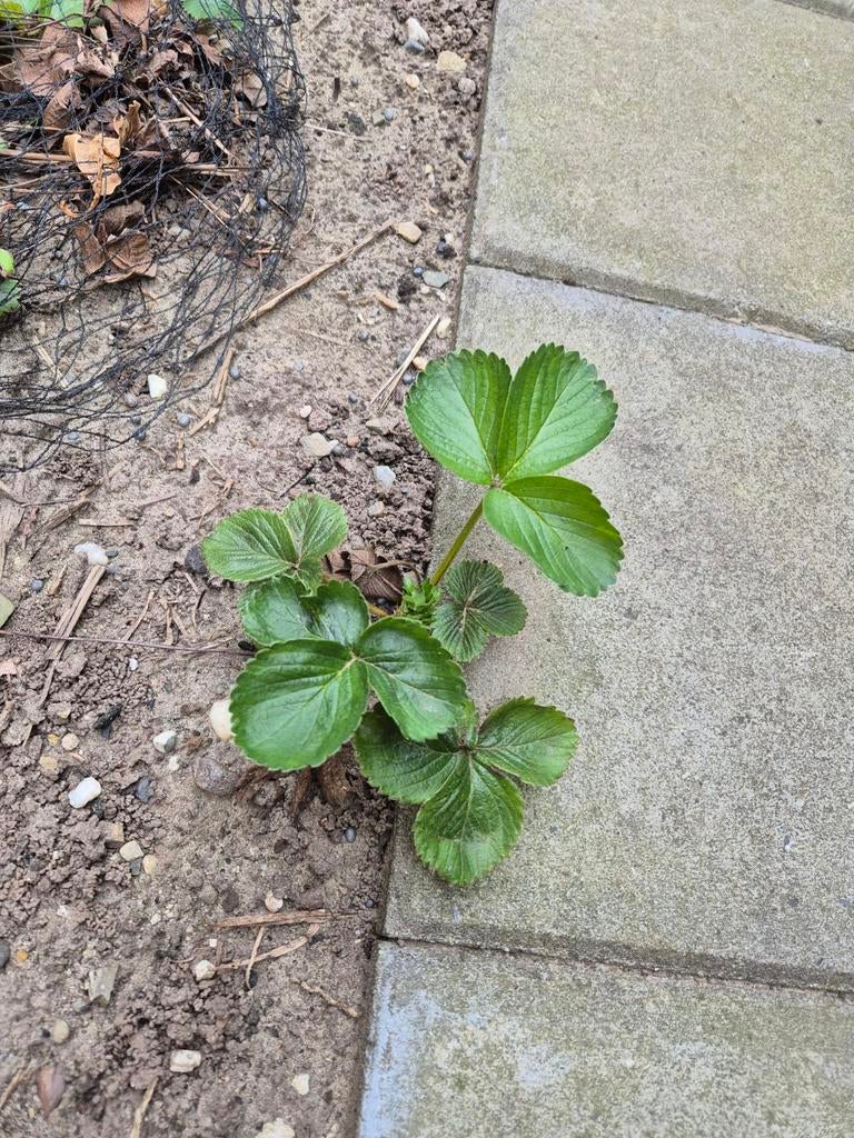 Aardbeienstekjes, Tuin en Terras, Planten | Tuinplanten, Ophalen, Overige soorten, Volle zon