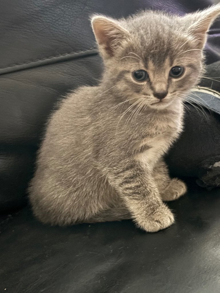 Kittens, Meerdere dieren, Langharig, 0 tot 2 jaar