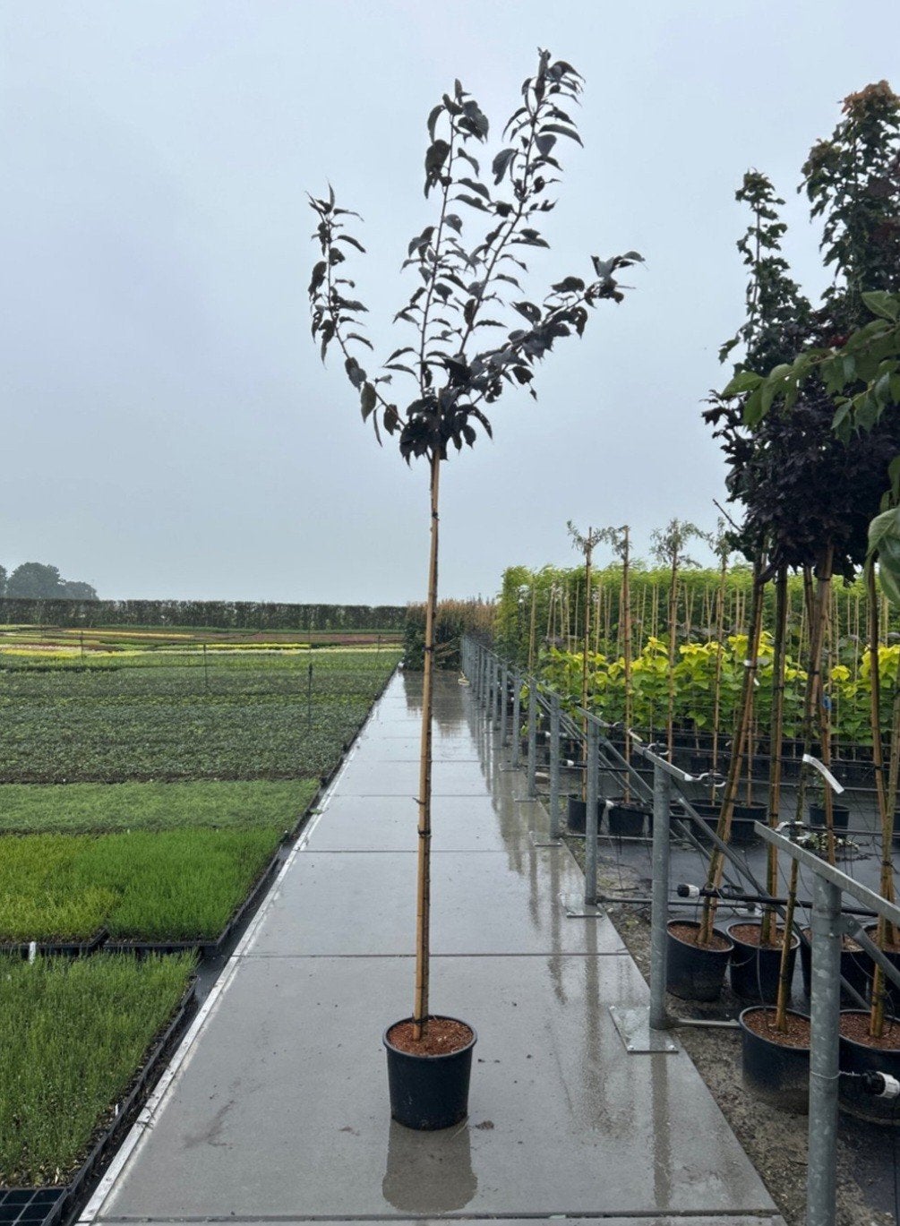 Prunus 'Royal Burgundy' 🍀🌸(Japanse sierkers), Tuin en Terras, Planten | Bomen, Ophalen, Halfschaduw, Overige soorten