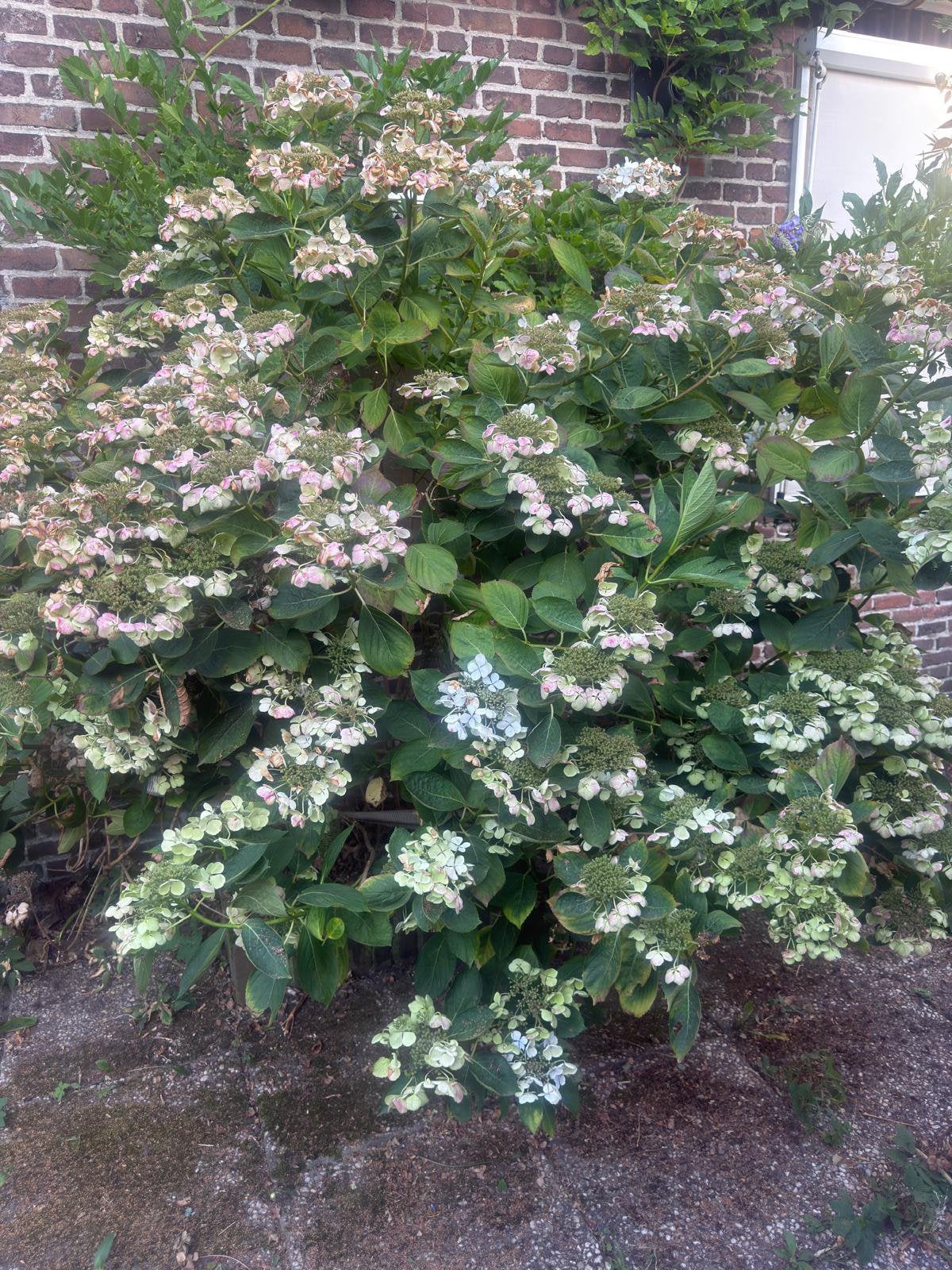 Hortensia, Tuin en Terras, Ophalen, Hortensia, Minder dan 100 cm