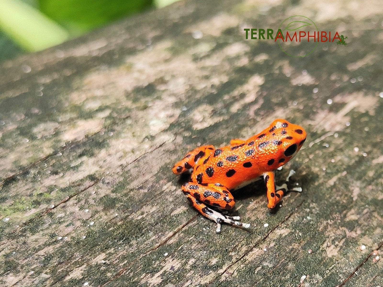Oophaga pumilio 'Bastimentos', Amfibie, 0 tot 2 jaar