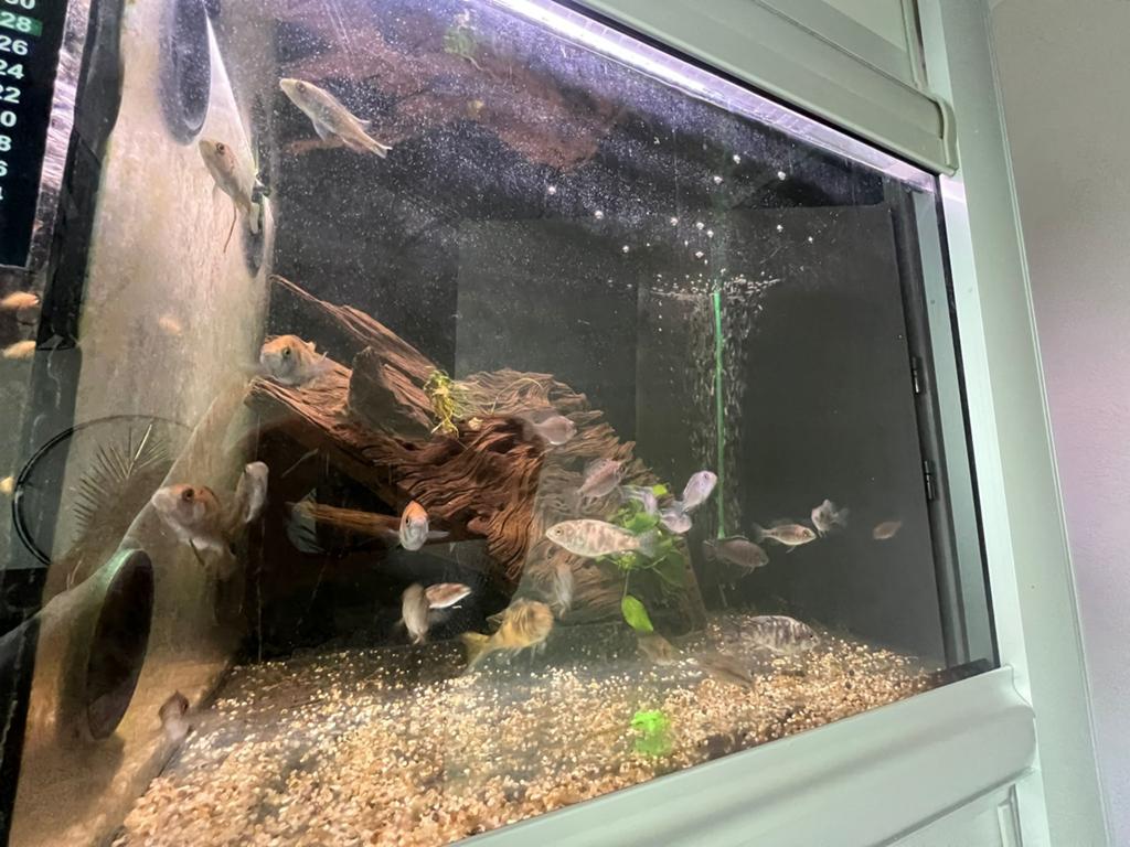 Malawi chiclides, Dieren en Toebehoren, Vissen | Aquariumvissen