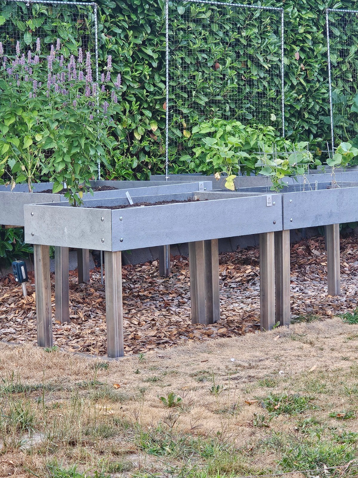 Makkelijke moestuin Hero 8 vaks op poten, Ophalen, Kunststof, 100 cm of meer, Balkon