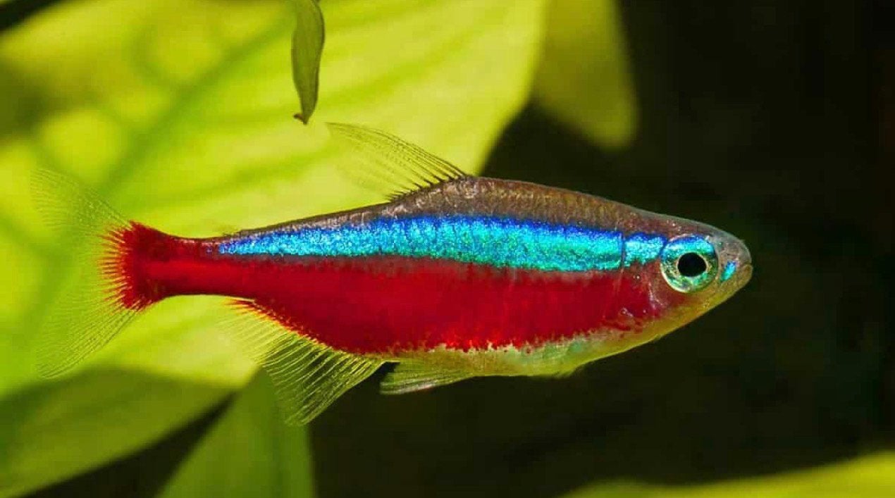 8 kardinaal tetras, Dieren en Toebehoren, Vis