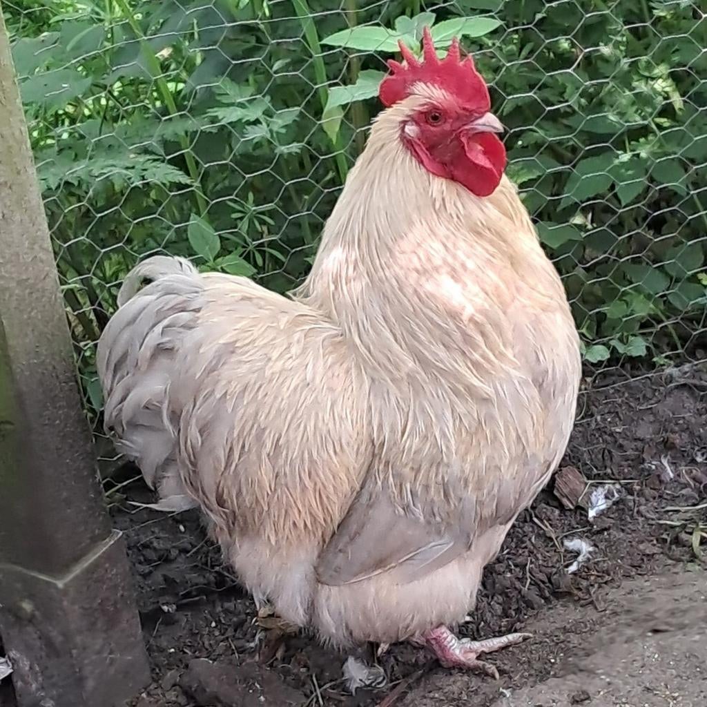 Orpington krielhaan isabel patrijs – 2025, Dieren en Toebehoren, Pluimvee, Mannelijk, Kip