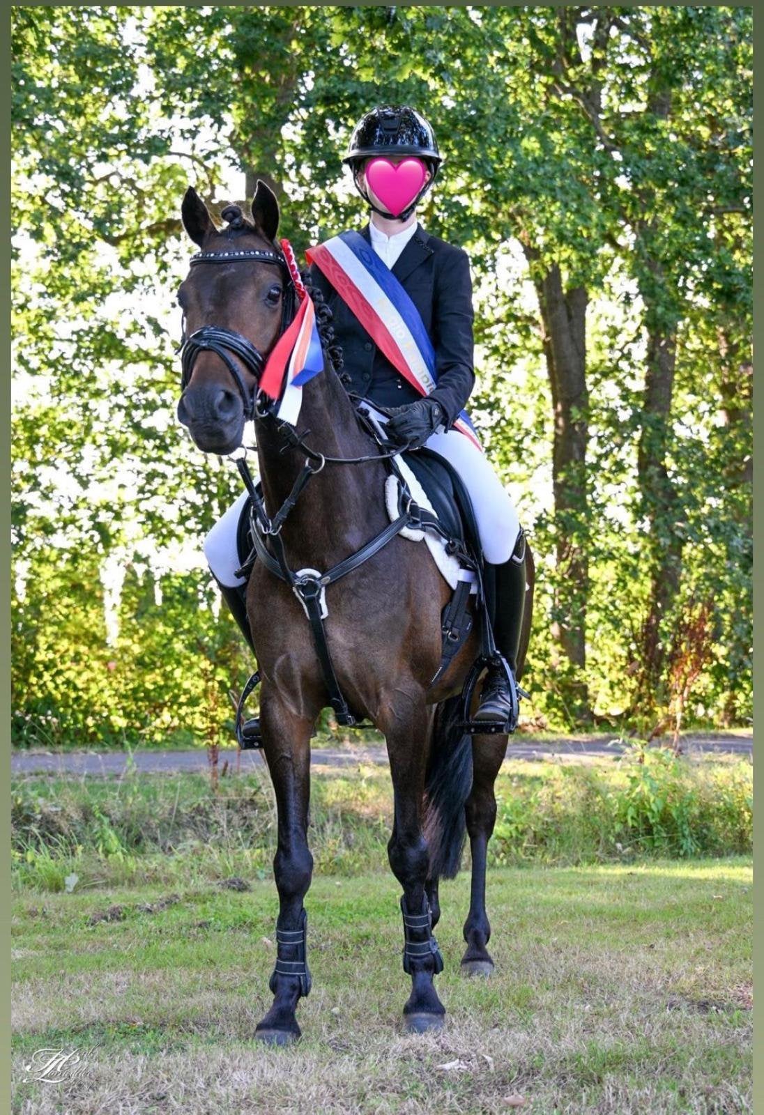 Super lieve Sportpony, Met stamboom, Ruin, M, Springpony