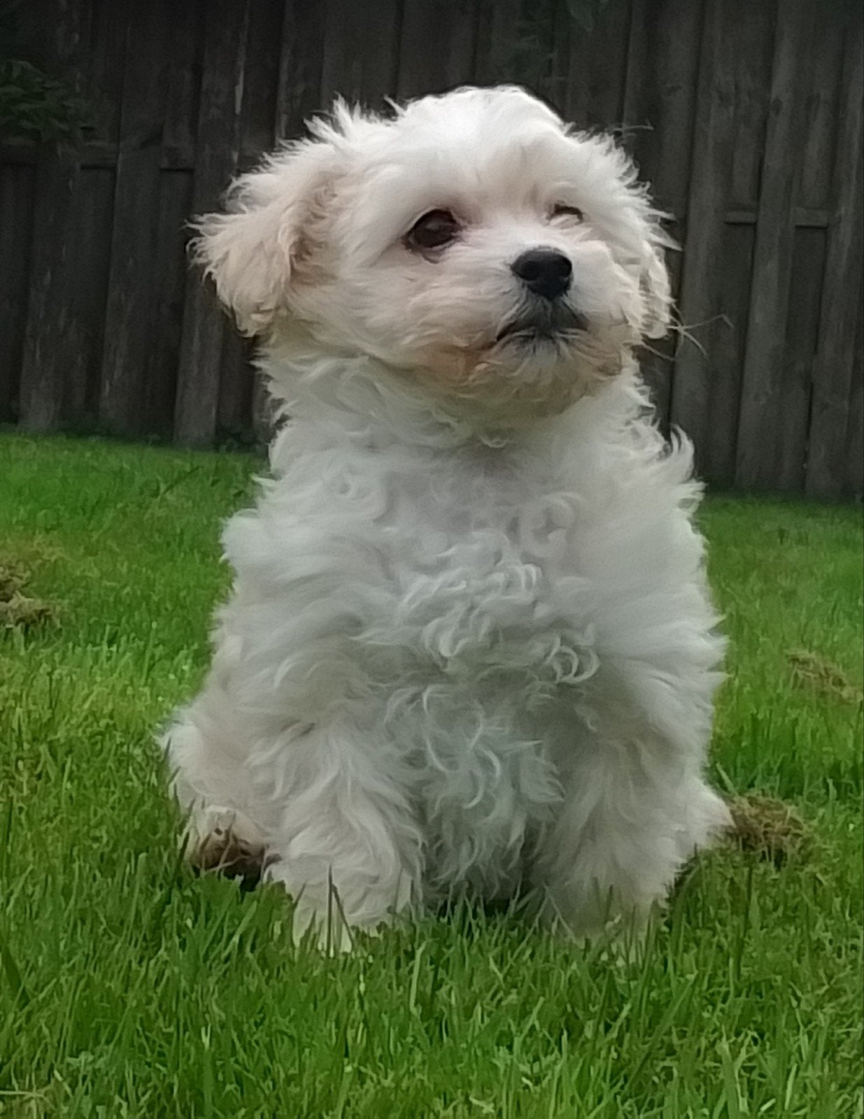 Maltipoo pups F1, Overige rassen, 8 tot 15 weken, Teef, Meerdere