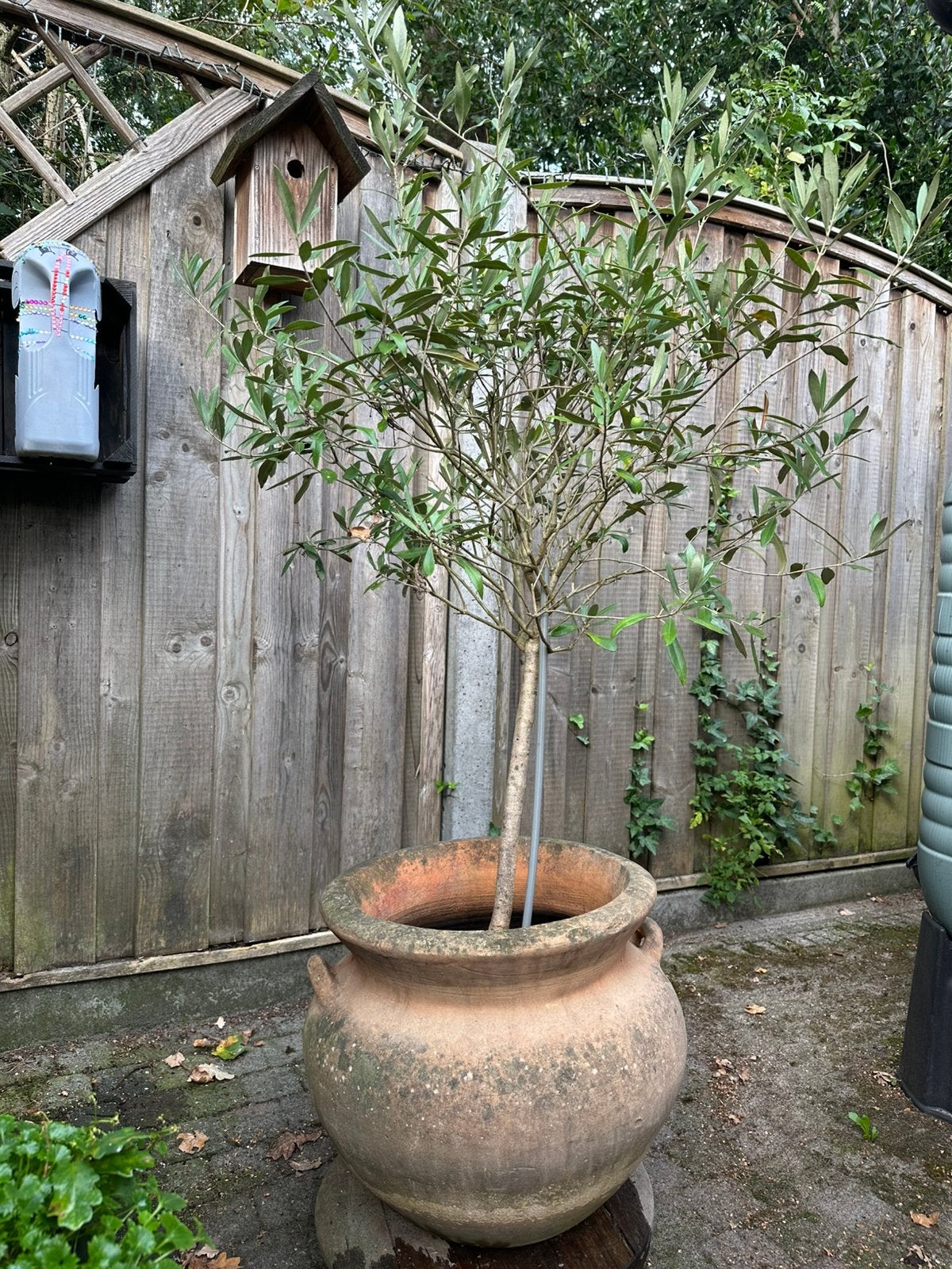 Mooie olijfboom in prachtige verweerde mediteraanse pot, Bloeit niet, 100 tot 250 cm, Olijfboom, Ophalen