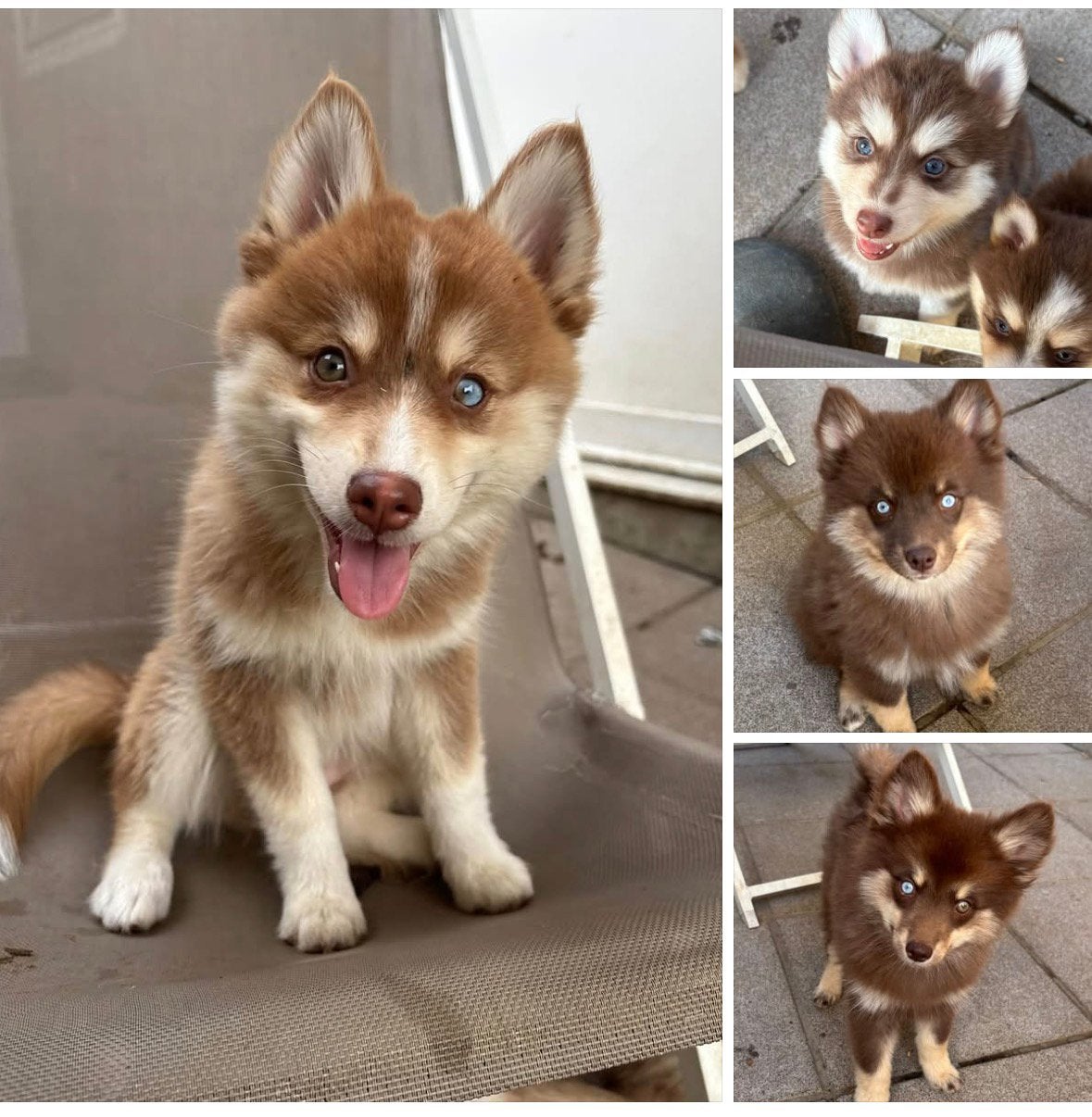Pomsky Puppies, Dieren en Toebehoren, België, Particulier, 8 tot 15 weken, Meerdere