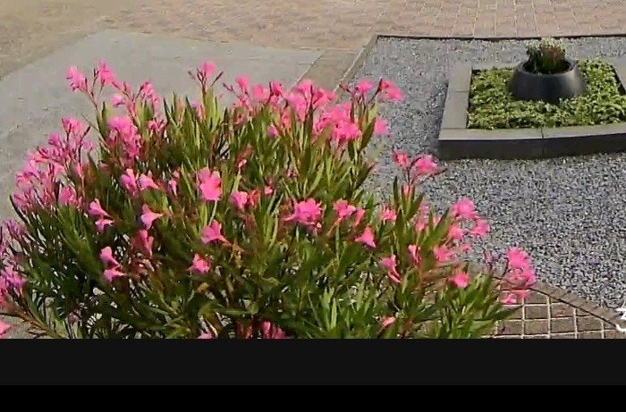 Oleander vaste plant in pot, Tuin en Terras, Planten | Tuinplanten, Ophalen, Overige soorten, Volle zon