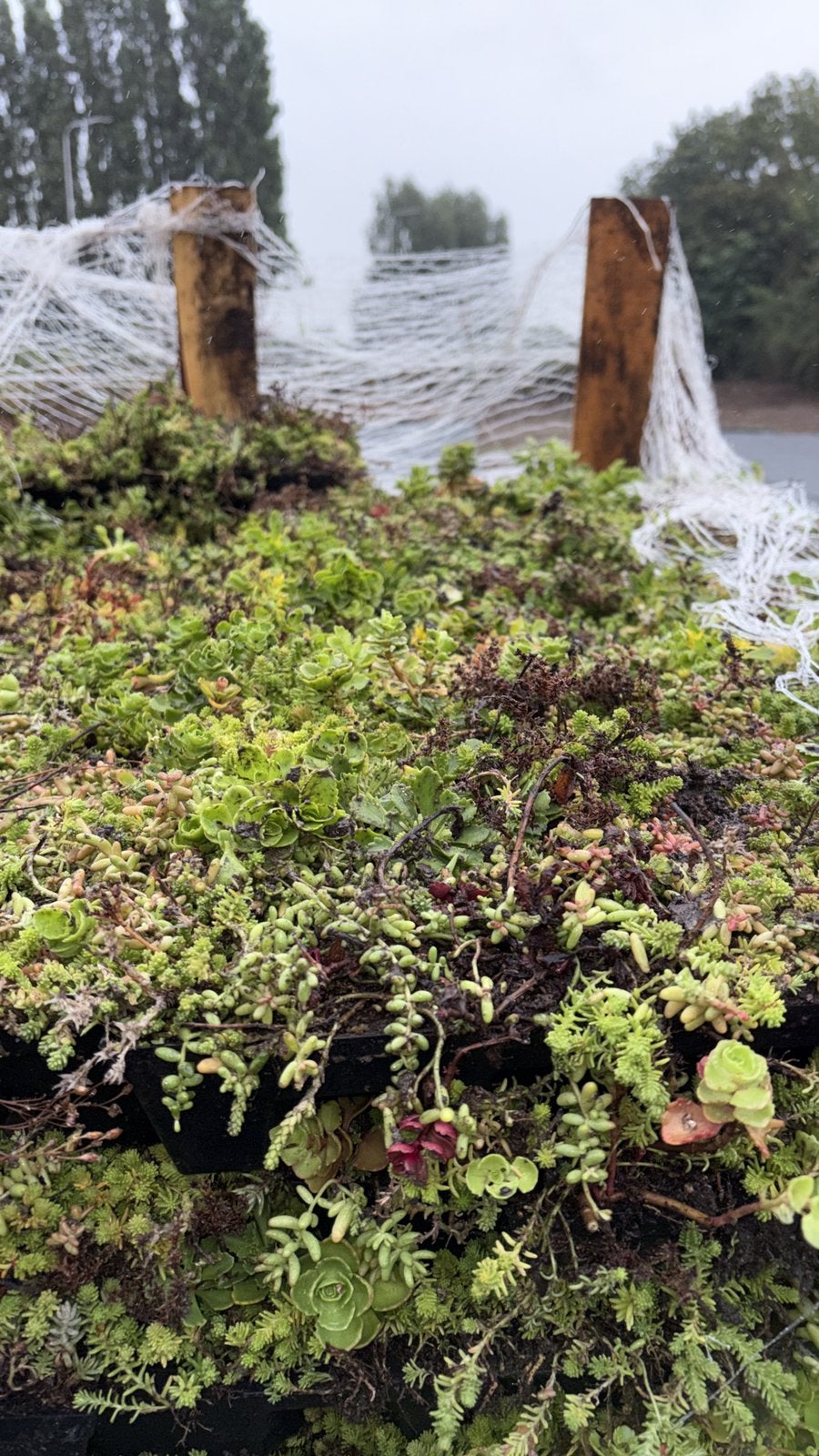 Grote voorraad sedum trays/matten en toebehoren, Tuin en Terras, Bodembedekkers, Volle zon, Vaste plant, Ophalen of Verzenden