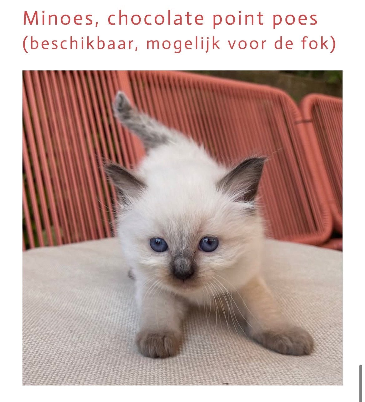 Ragdoll kittens met stamboom, Dieren en Toebehoren, Meerdere dieren, Langharig, 0 tot 2 jaar
