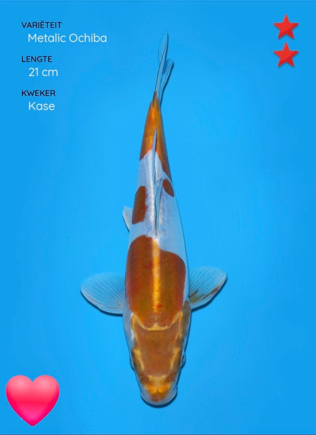te koop Metalic Ochiba koi, Karper of Koi