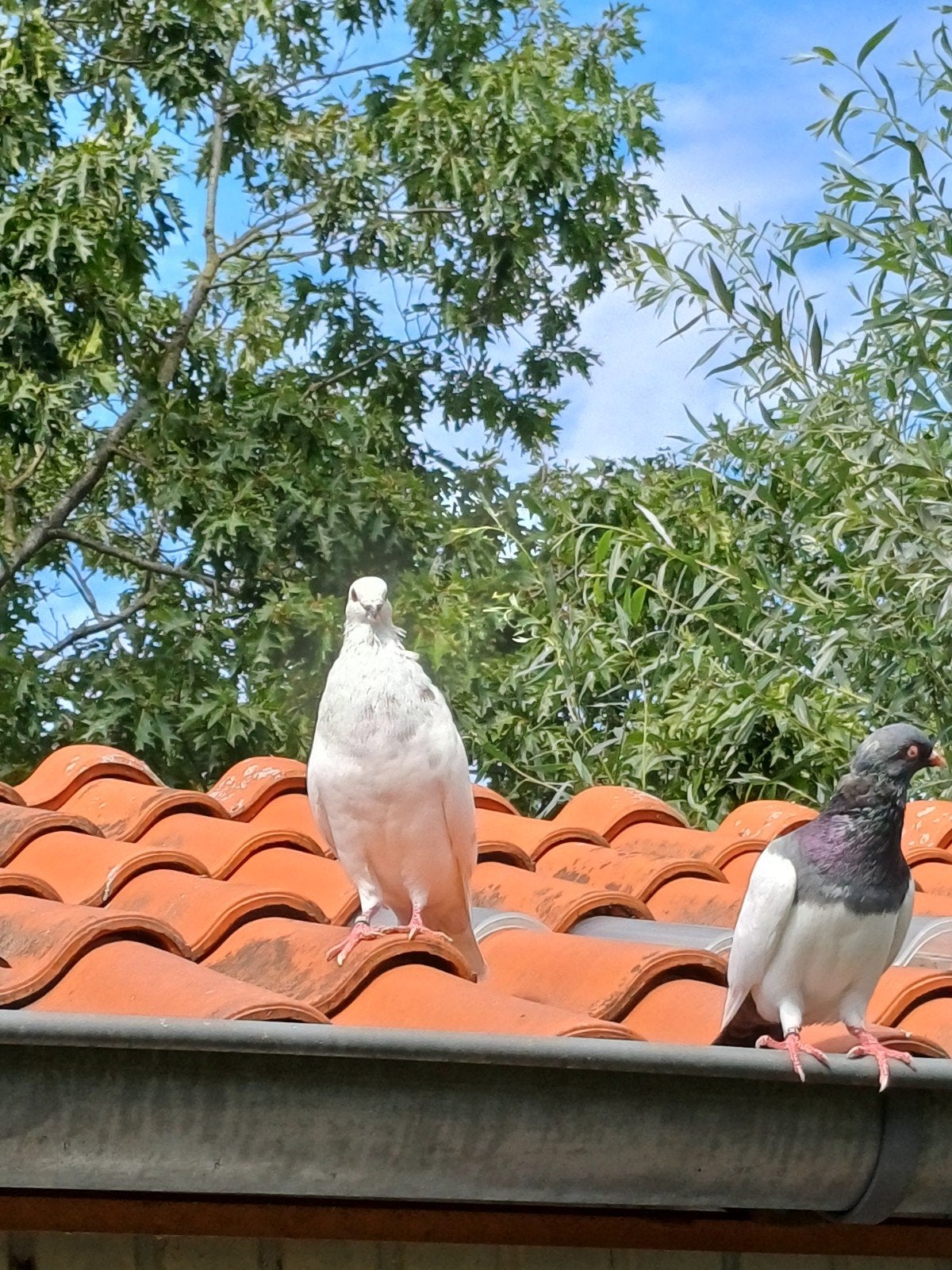 duif kropper, Dieren en Toebehoren, Mannelijk, Kropper