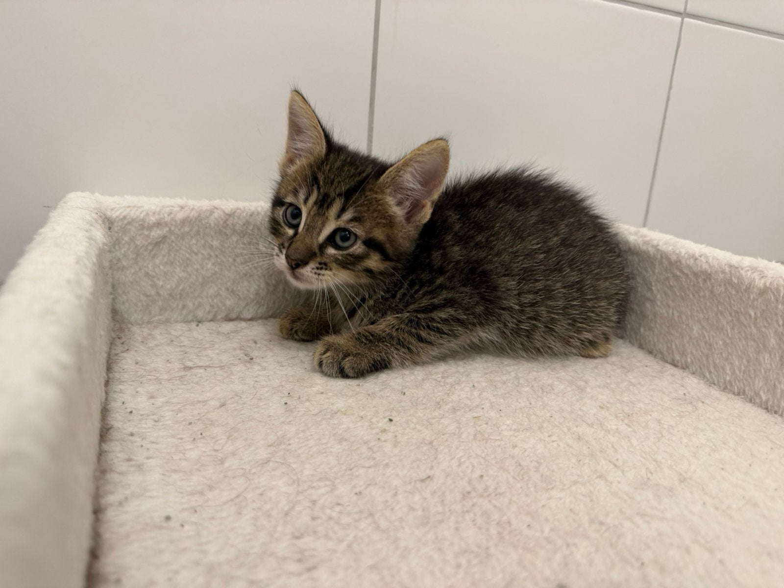 Mooie kittens Noorse boskat en Mr X, Meerdere dieren