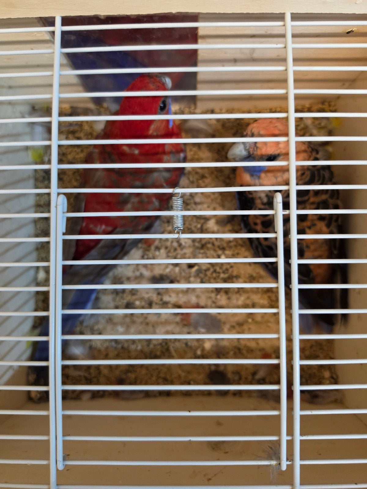 te koop pennanten rood cinnamon x oranje broedrijp, Dieren en Toebehoren, Meerdere dieren, Parkiet, Geringd