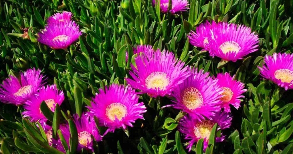 Roze Hottentot vijg zaadjes, Verzenden, Volle zon