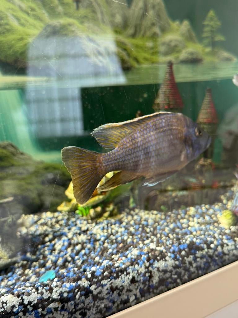 Cichleden vis, Dieren en Toebehoren, Vissen | Aquariumvissen, Vis