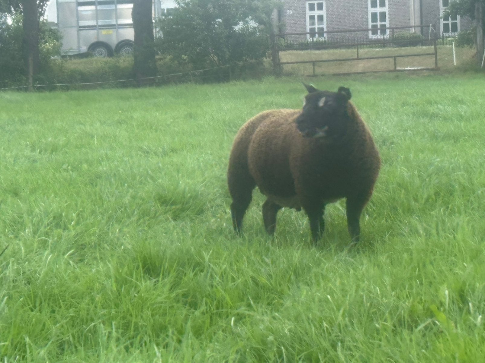 Stamboek dassenkop ramlammeren, zwoegervrij, Dieren en Toebehoren, Mannelijk, Schaap