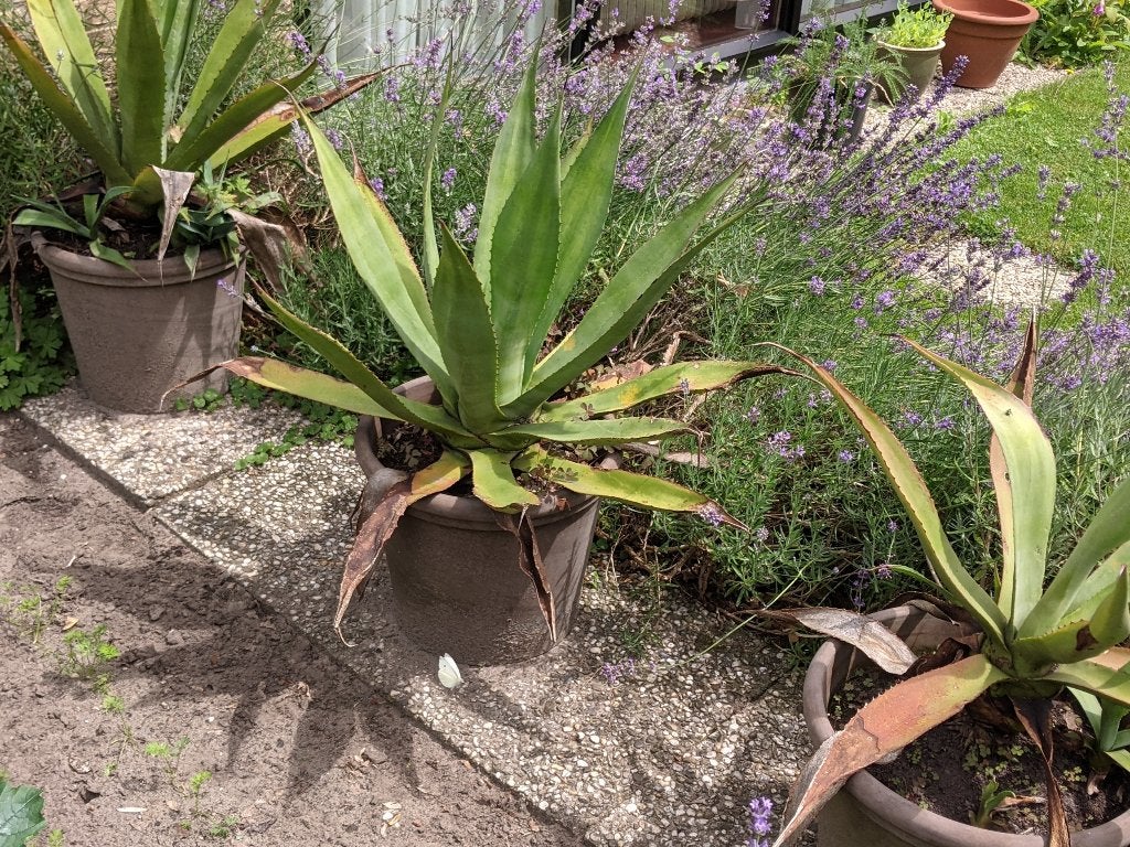 Te koop: 3 grote agave planten, Ophalen, Bloeit niet, Overige soorten, Volle zon
