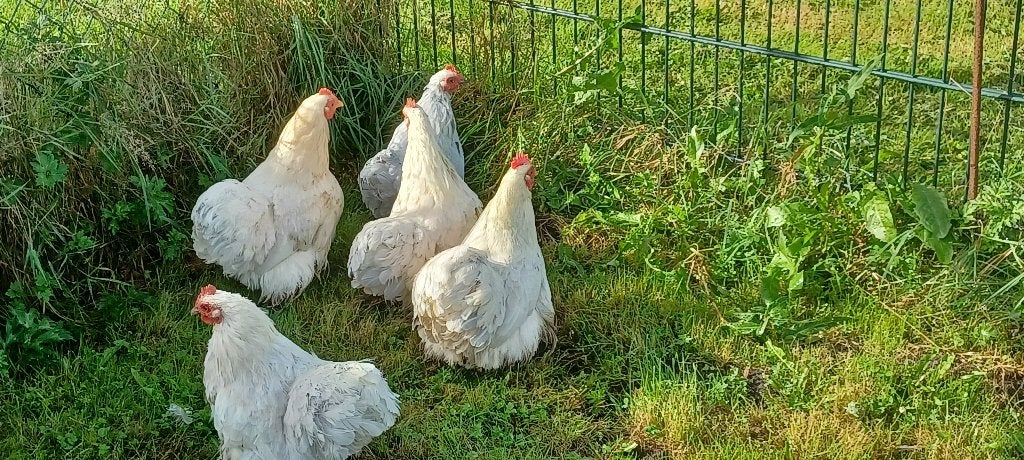 Cochin krielen, Dieren en Toebehoren, Vrouwelijk, Kip