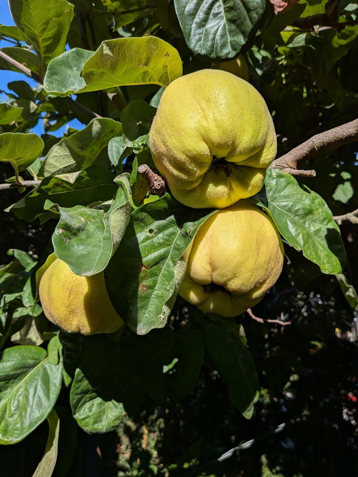 biologische kweeperen vers van de boom., Tuin en Terras, Ophalen, Minder dan 100 cm, Overige soorten