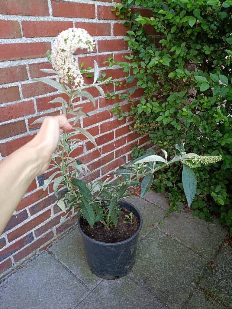 Witte vlinderstruik, Ophalen, Vlinderstruik, Struik, Minder dan 100 cm
