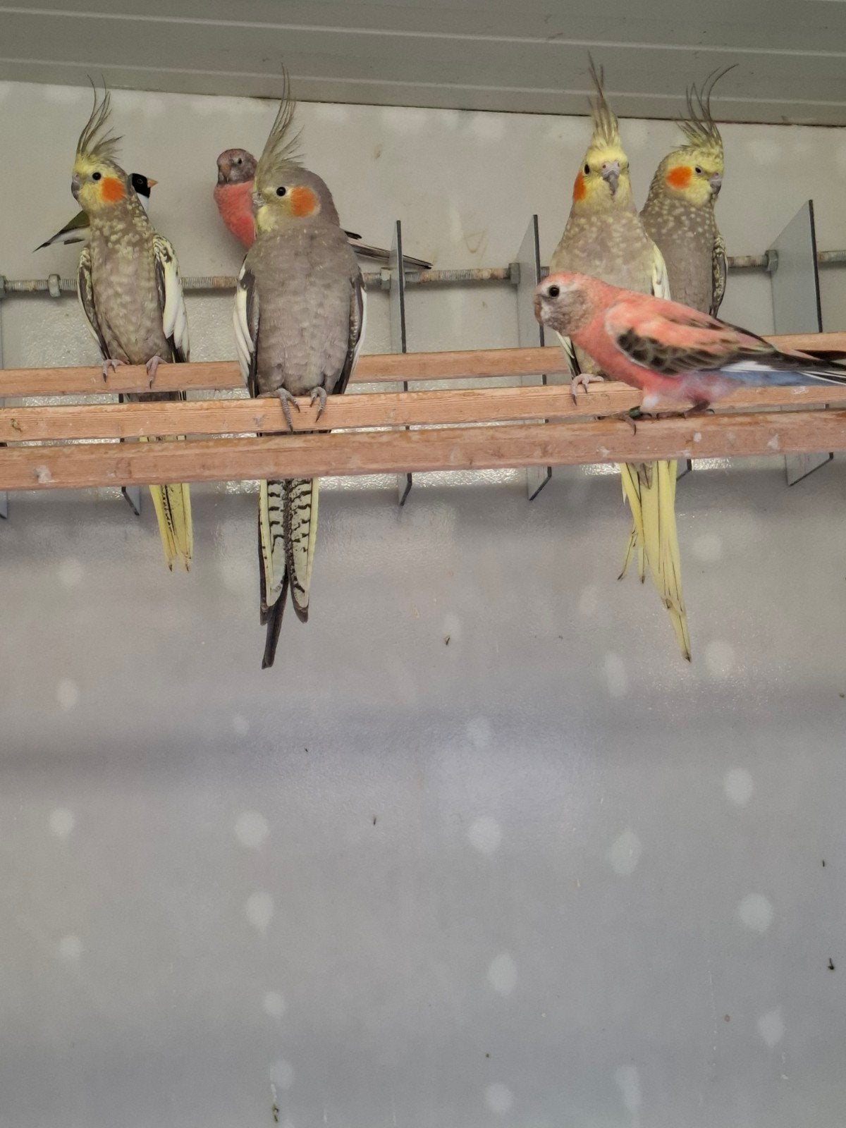 valkparkiet, Dieren en Toebehoren, Vogels | Parkieten en Papegaaien, Mannelijk