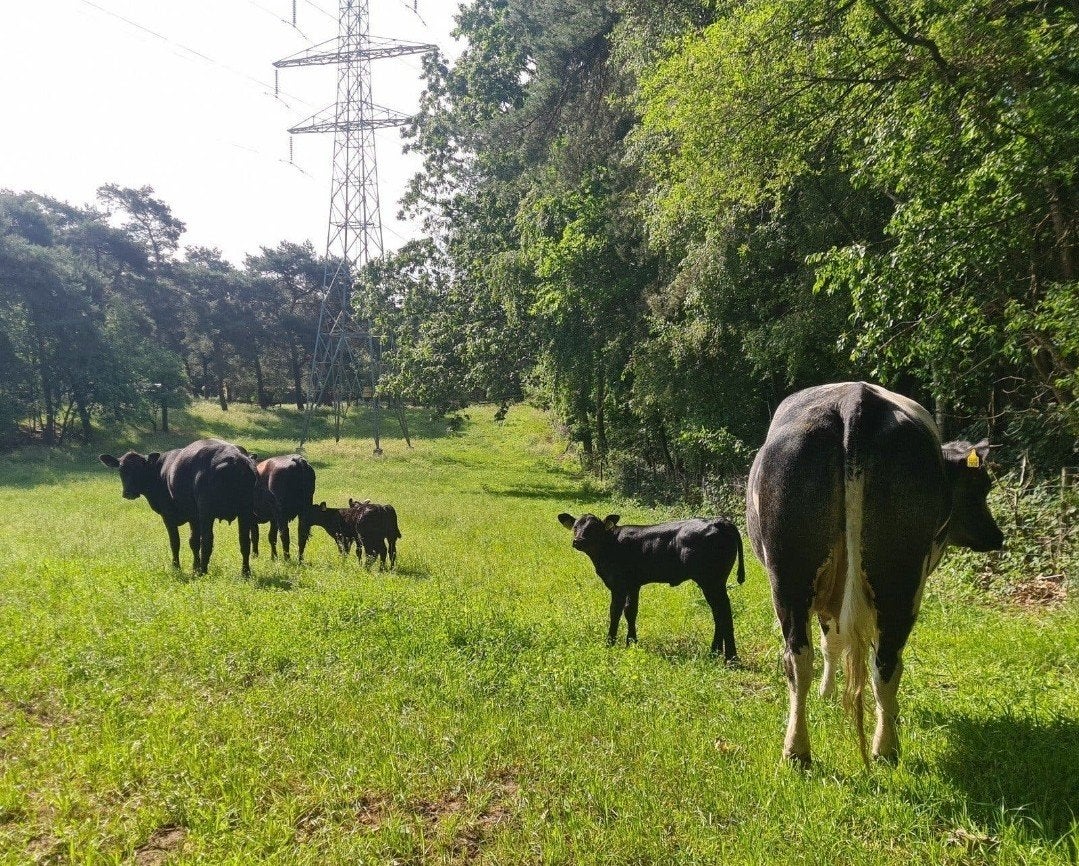 𝗚𝗲𝘇𝗼𝗰𝗵𝘁 𝘄𝗲𝗶𝗹𝗮𝗻𝗱 (zie beschrijving), Dieren en Toebehoren